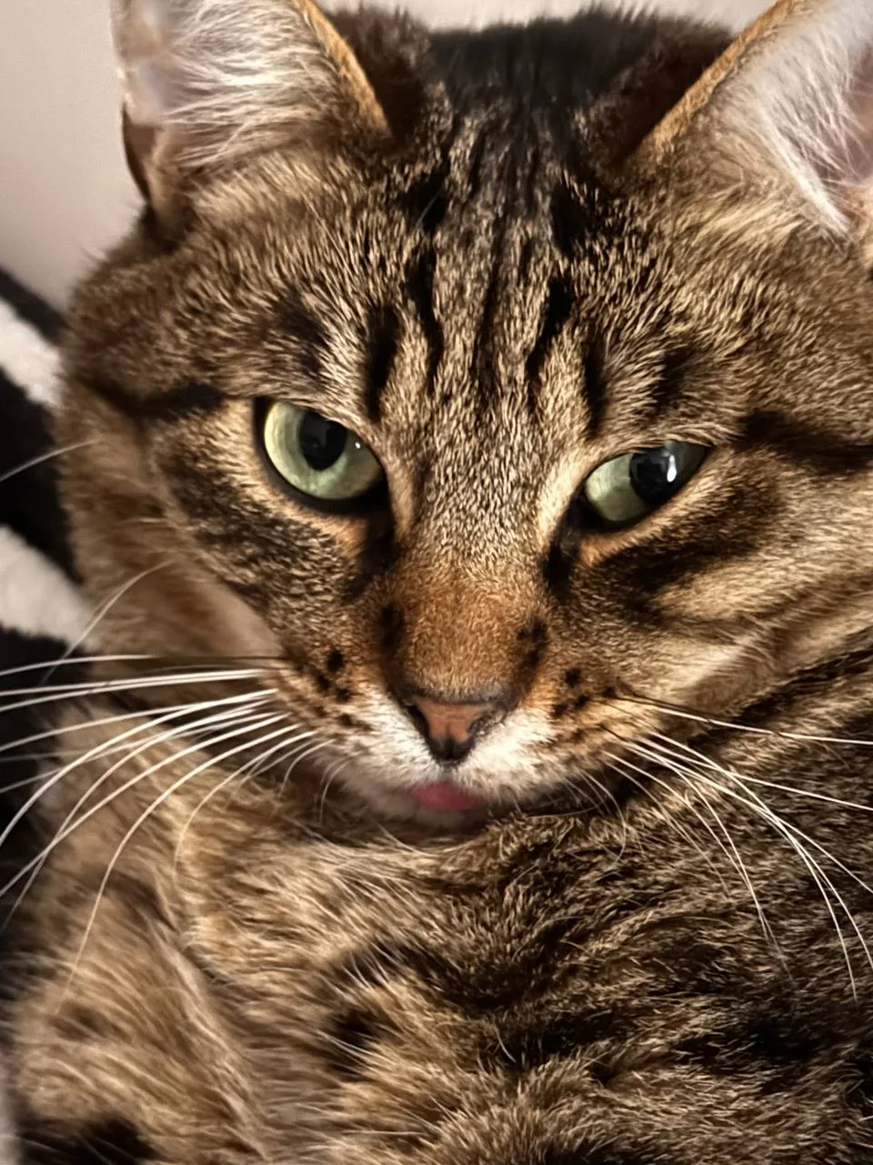 А це котик-язикун і котик-позіхун